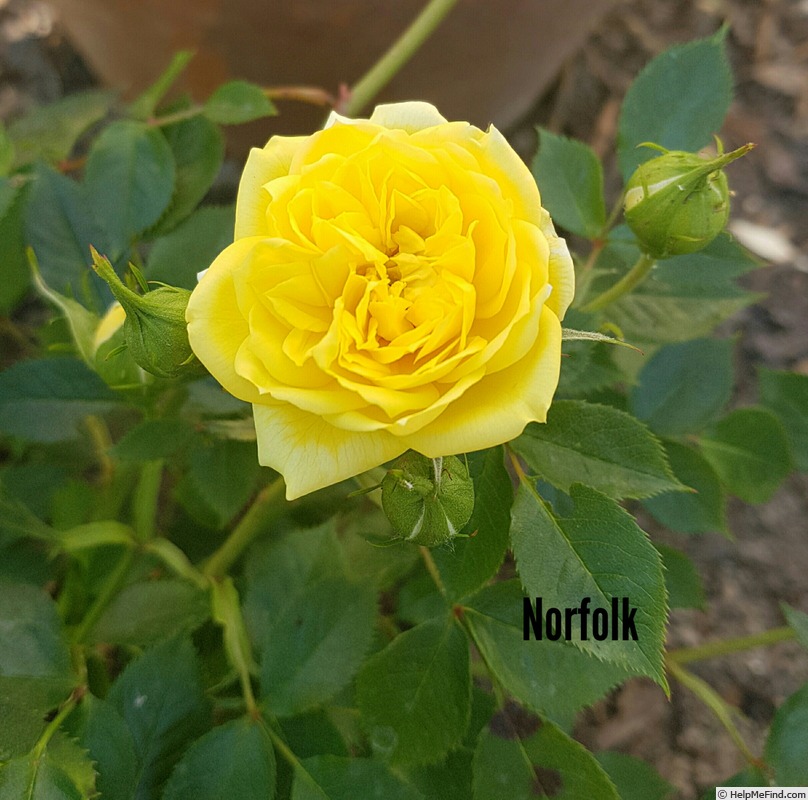 'Norfolk (yellow shrub, Olesen 1990)' rose photo