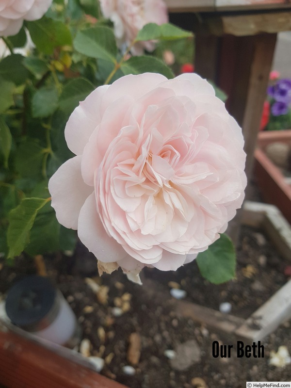 'Our Beth' rose photo