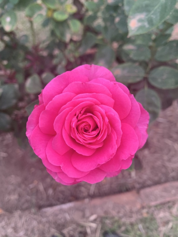 'Love It Pink' rose photo