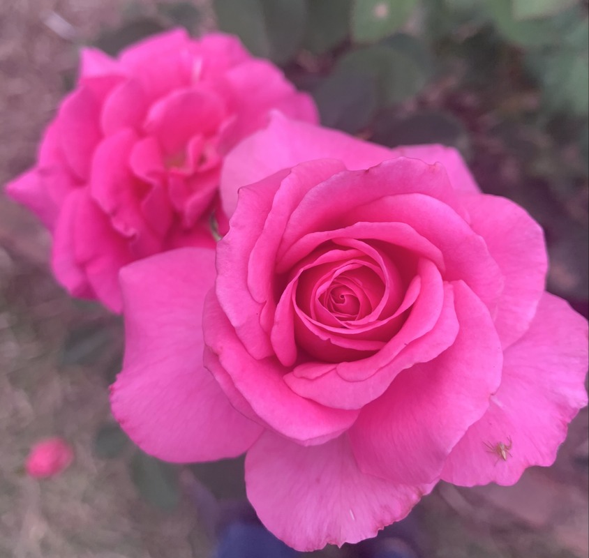 'Love It Pink' rose photo