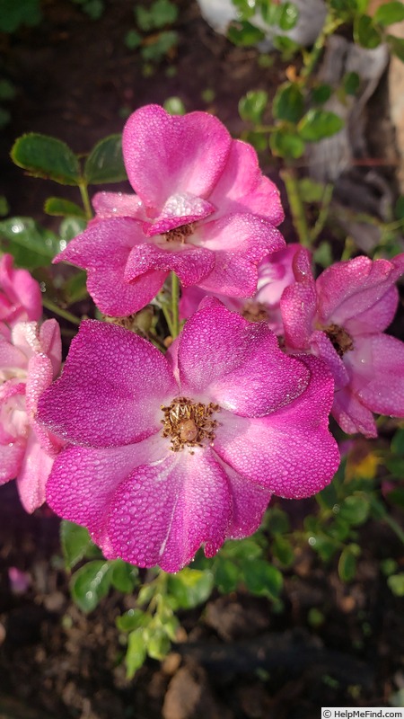 'Grape Jelly' rose photo