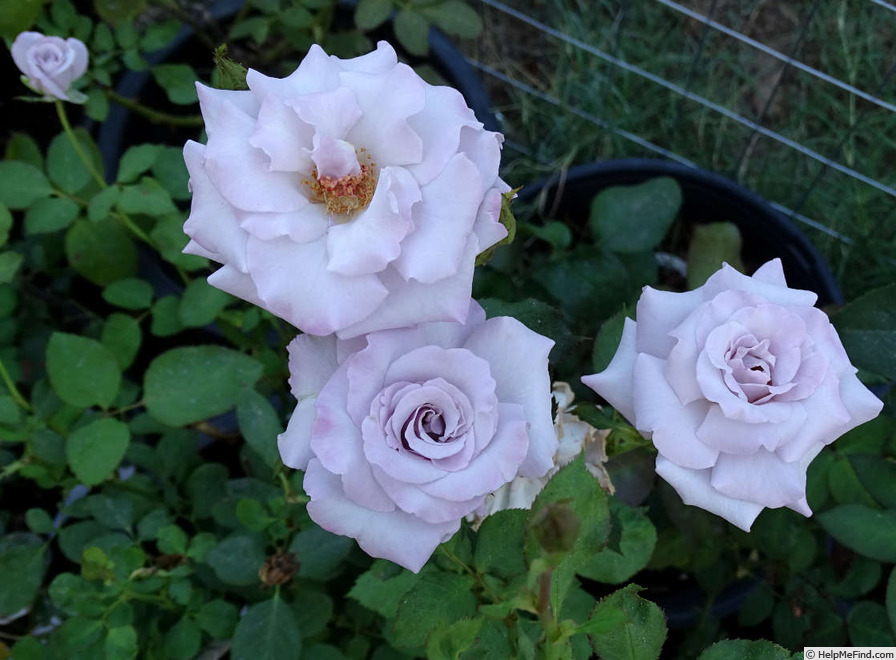 'Eloquence (floribunda, Warriner 1986)' rose photo