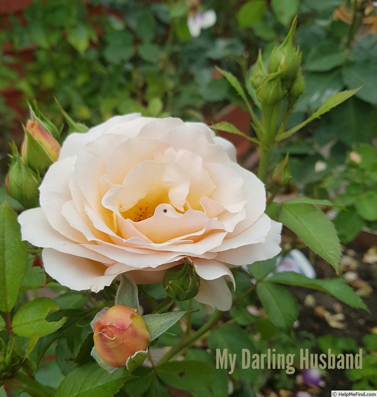 'My Darling Husband' rose photo