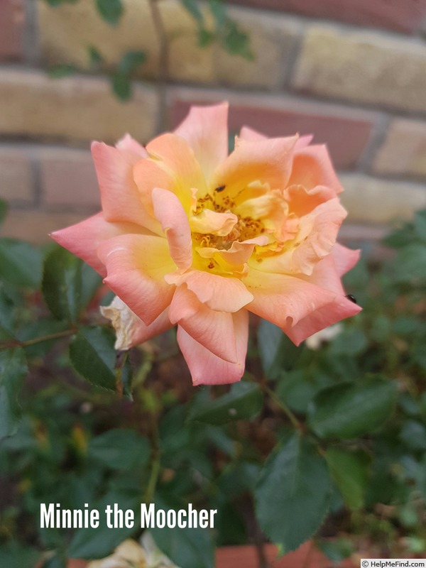 'Minnie the Moocher' rose photo