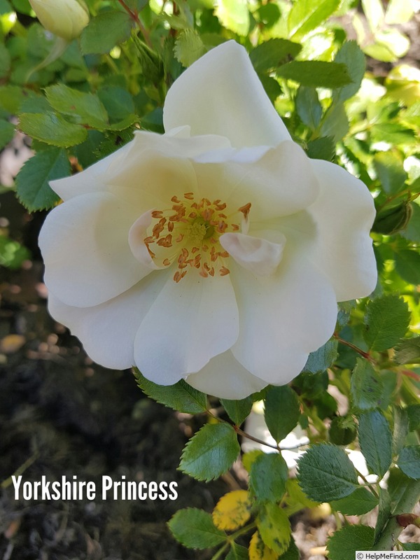 'Yorkshire Princess' rose photo