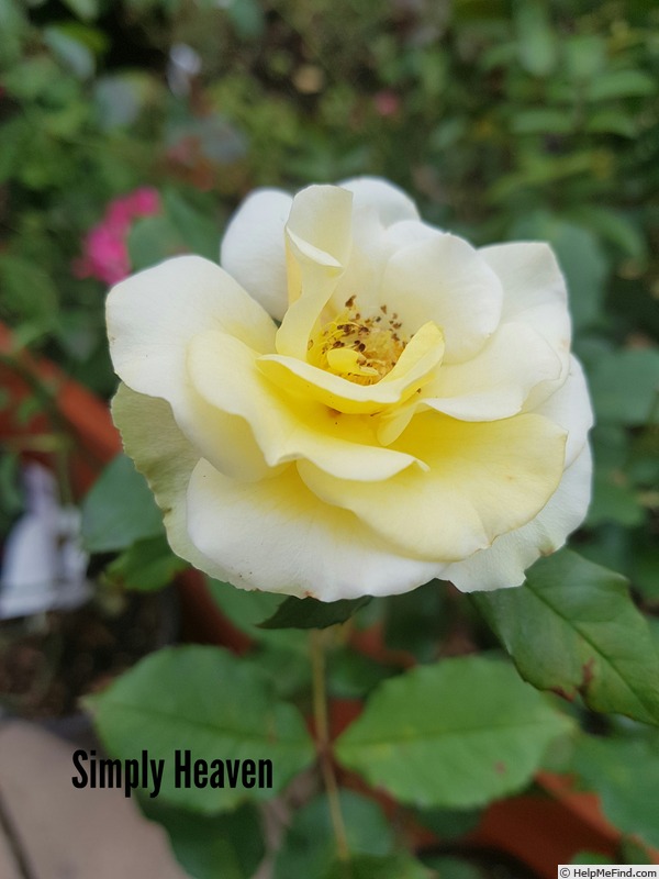 'Simply Heaven' rose photo