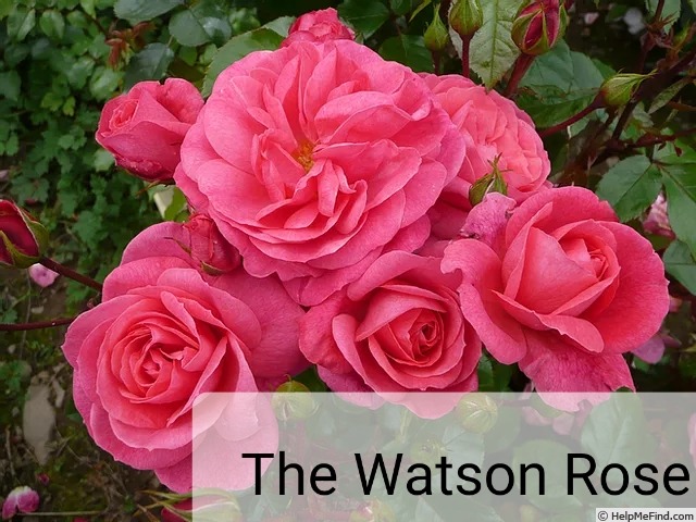 'The Watson Rose' rose photo