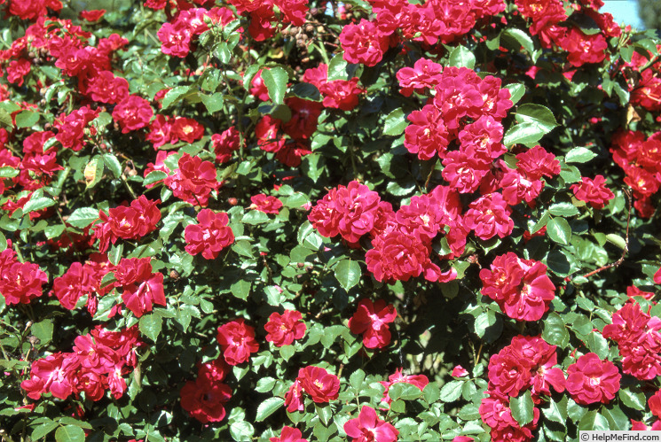 'Zweibrücken' rose photo