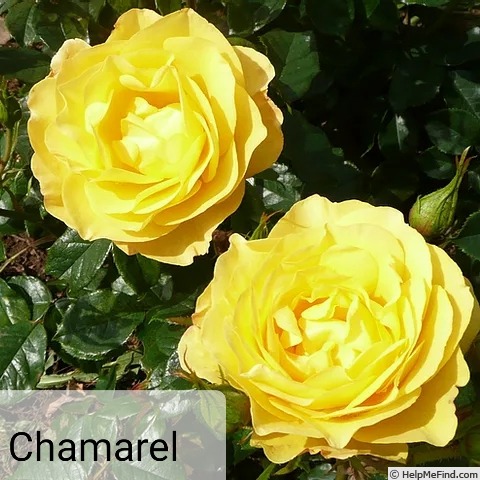 'Chamarel' rose photo
