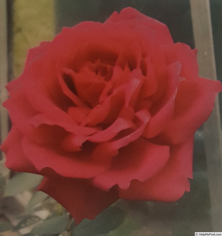 'HORwotya' rose photo
