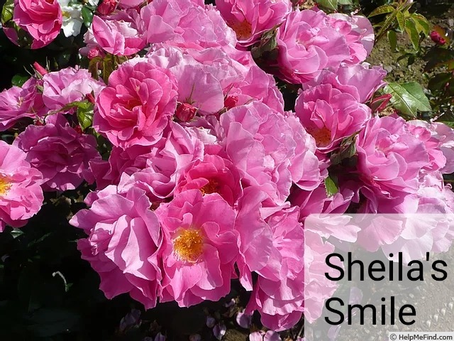 'Sheila's Smile' rose photo