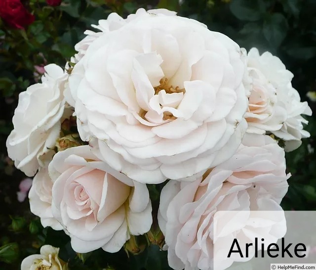 'Arlieke' rose photo