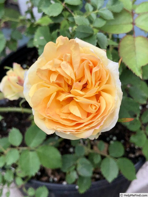 'YBRCAMP1' rose photo