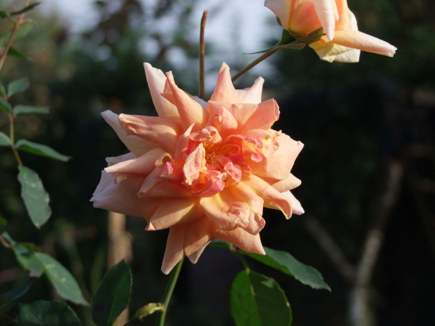 'Amber Beauty' rose photo