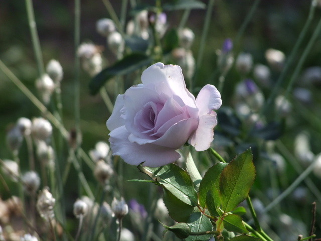 'Lagerfeld' rose photo