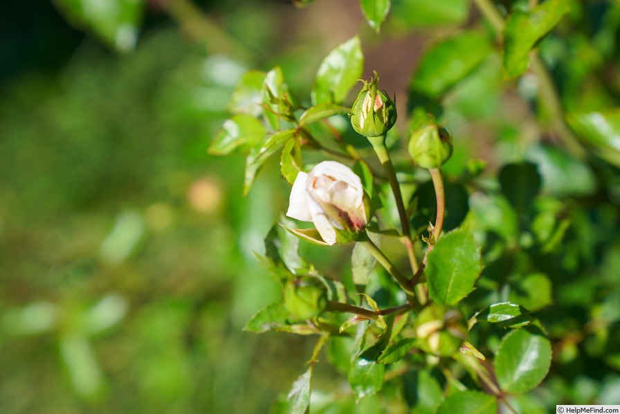 'Martine Guillot ®' rose photo