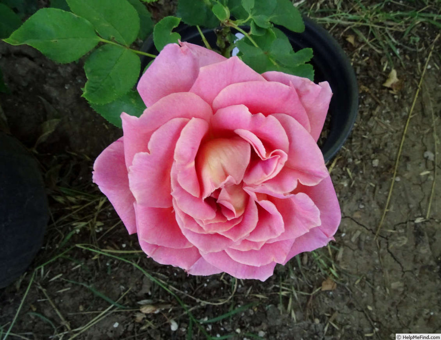 'Lincoln Cathedral' rose photo