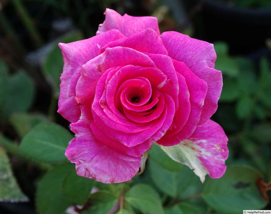 'Lisa Marie (hybrid tea, Cowper, 1989)' rose photo