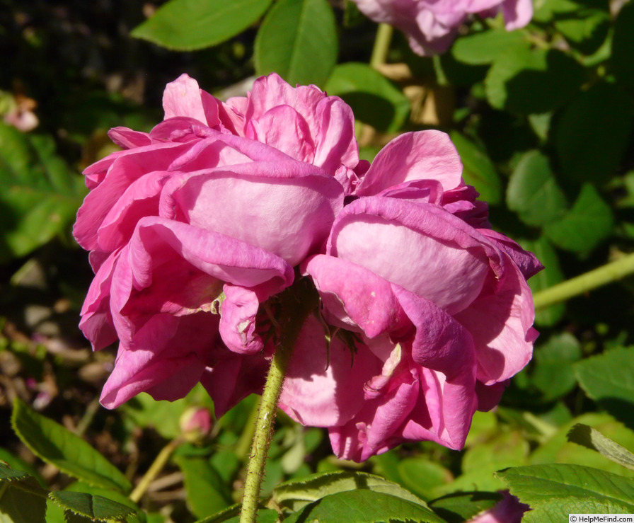 'Belle Biblis' rose photo