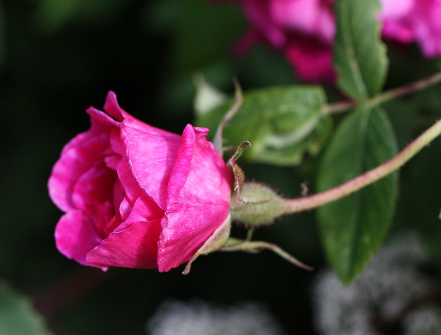 'Оккервиль' rose photo
