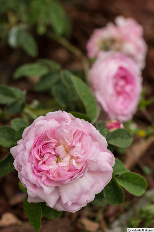'Christiane Frost' rose photo