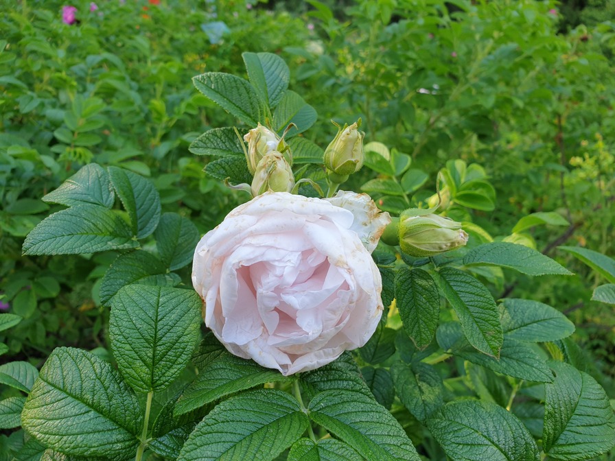 'Kenny McCormick' rose photo