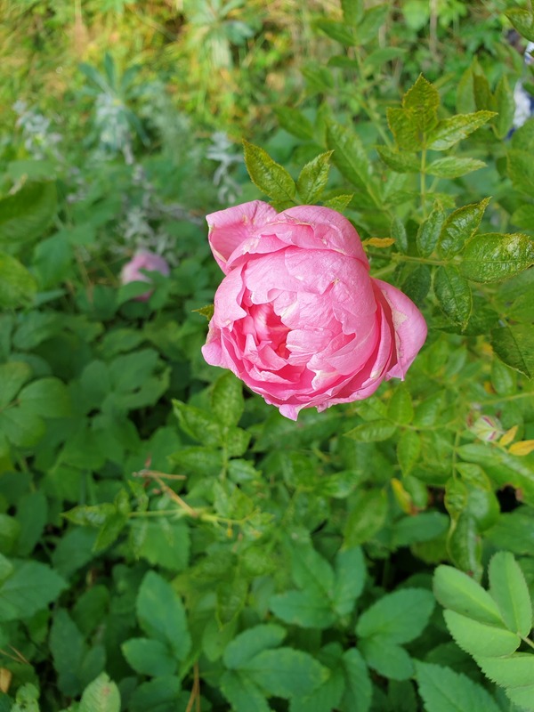 'Princess Kenny' rose photo