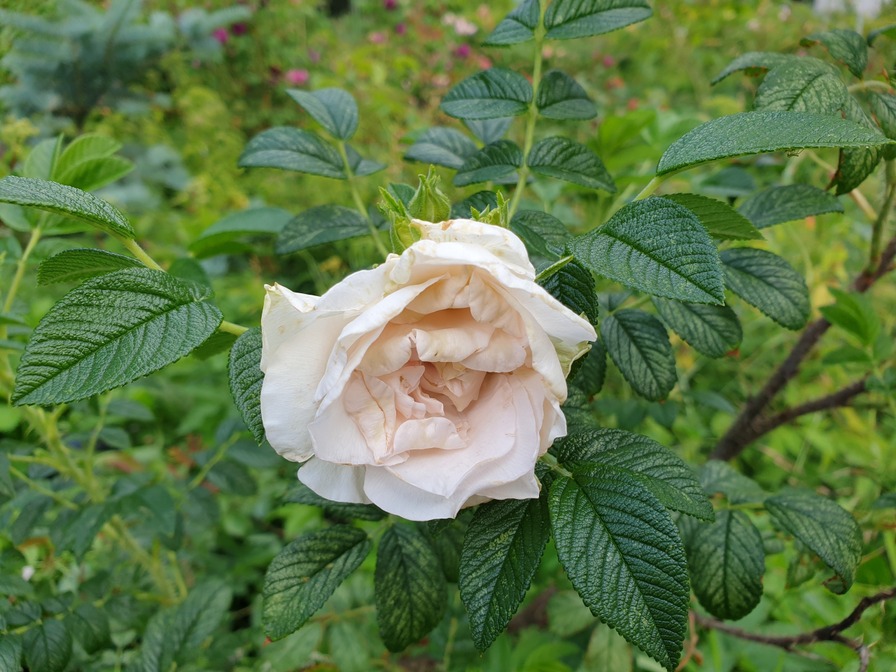 'Пломбир Крем-Брюле' rose photo