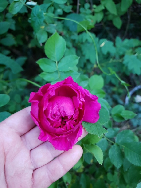 'Малиновый Бархат' rose photo