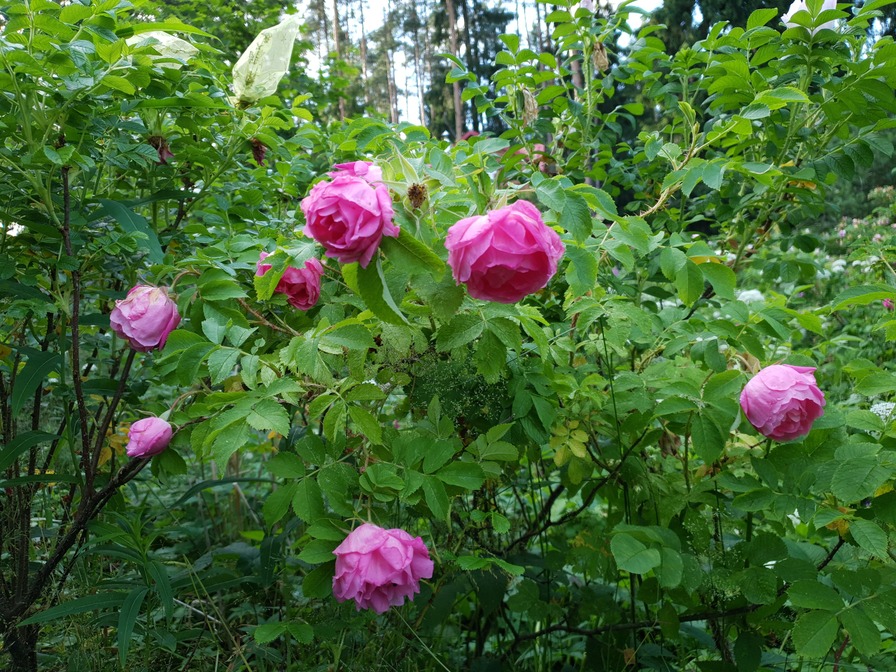 'Колокольчик' rose photo