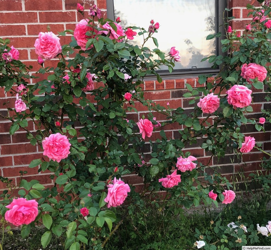 'Zaide ® (shrub, Kordes, 1994)' rose photo