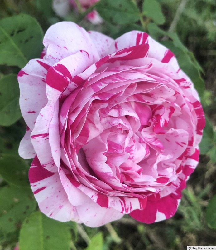 'Variegata di Bologna' rose photo