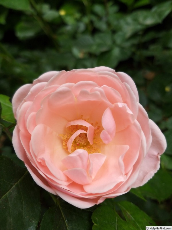 'Astrid Lindgren' rose photo