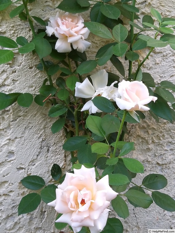 'A Whiter Shade of Pale (hybrid tea, Pearce 2006)' rose, click to enlarge 'A Whiter Shade of Pale (hybrid tea, Pearce 2006)' rose photo