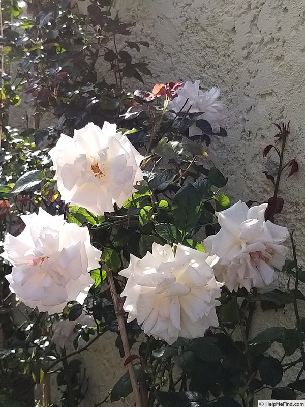'A Whiter Shade of Pale (hybrid tea, Pearce 2006)' rose photo