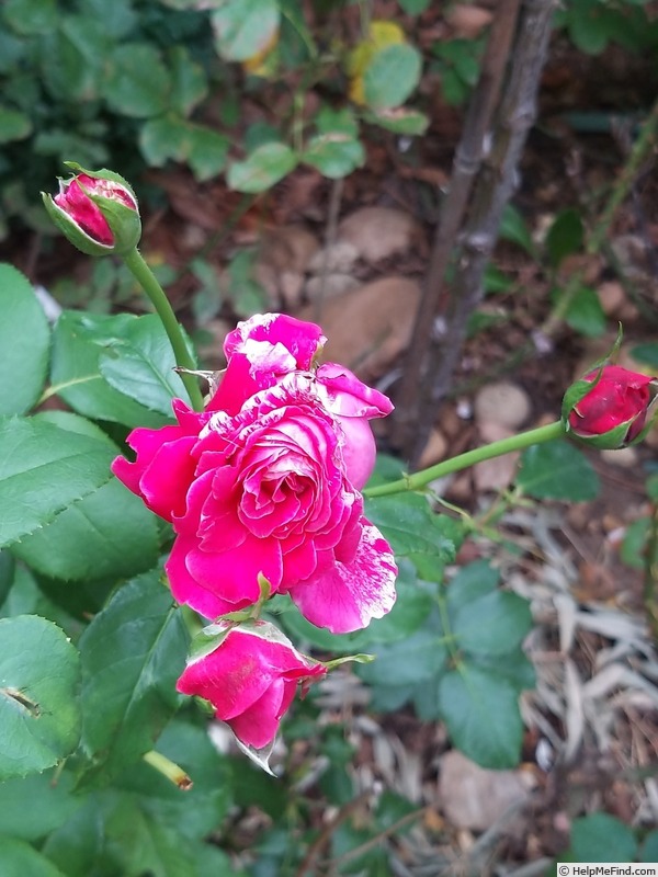 'Abracadabra ® (floribunda, Kordes, 2004)' rose photo