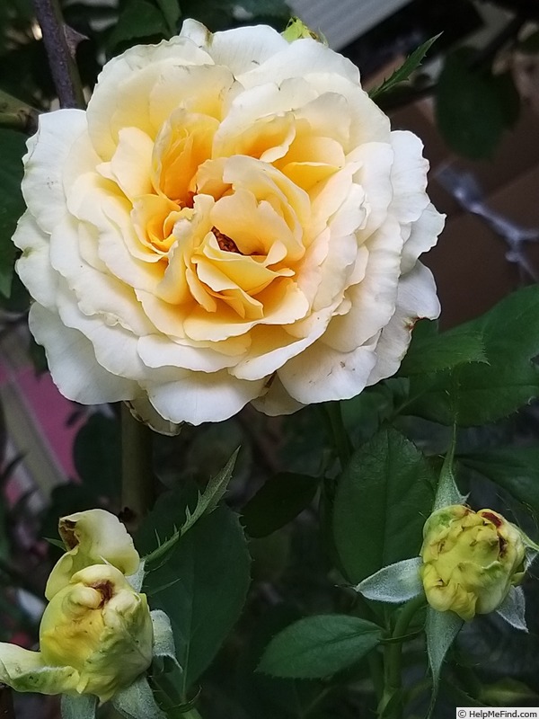 'Alphonse Daudet ®' rose, click to enlarge 'Alphonse Daudet ®' rose photo