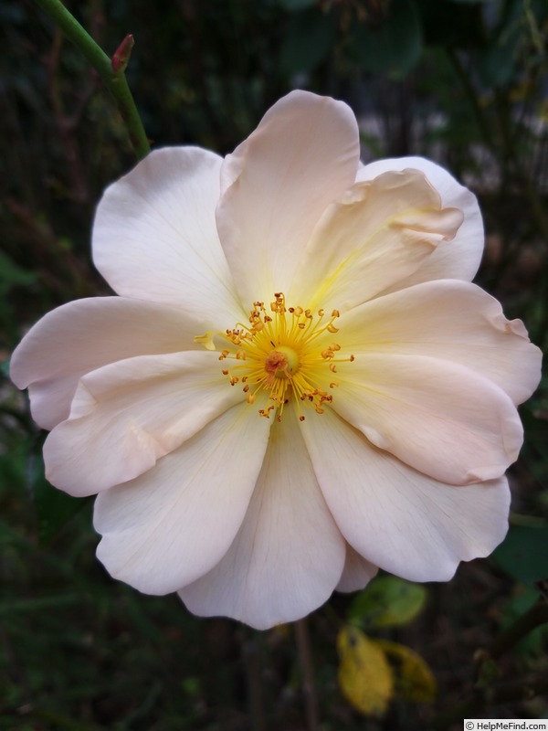 'Amber Sun ® (floribunda, Kordes, 1994/2005)' rose photo