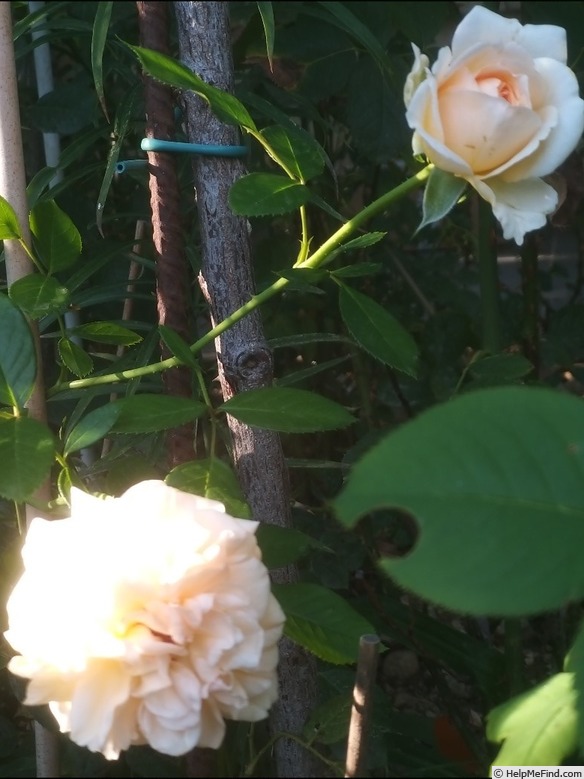 'Amber Voluptia ®' rose photo