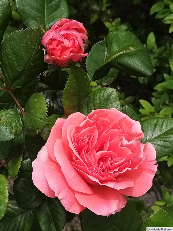'Amour de Molène ®' rose photo