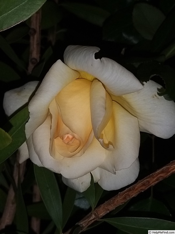 'Anastasia® (hybrid tea, Adam before 2011)' rose photo