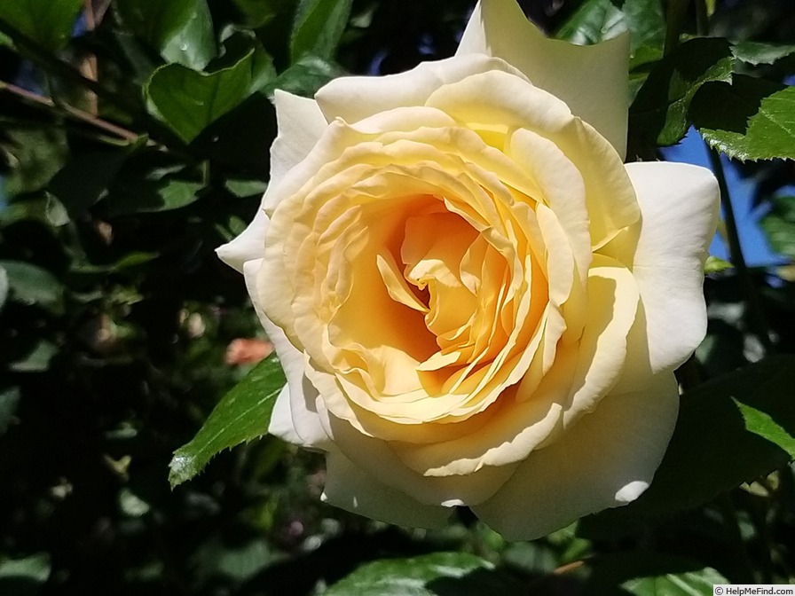'Anastasia® (hybrid tea, Adam before 2011)' rose photo