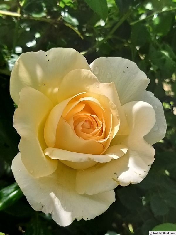 'Anastasia® (hybrid tea, Adam before 2011)' rose photo