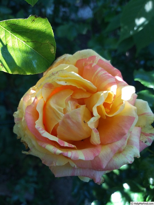 'André Willemse' rose photo