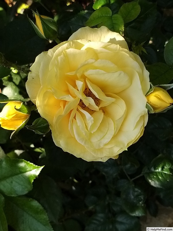 'Anisade ®' rose photo