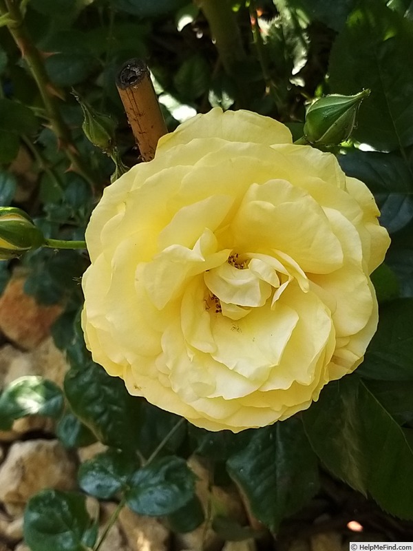 'Anisade ®' rose photo