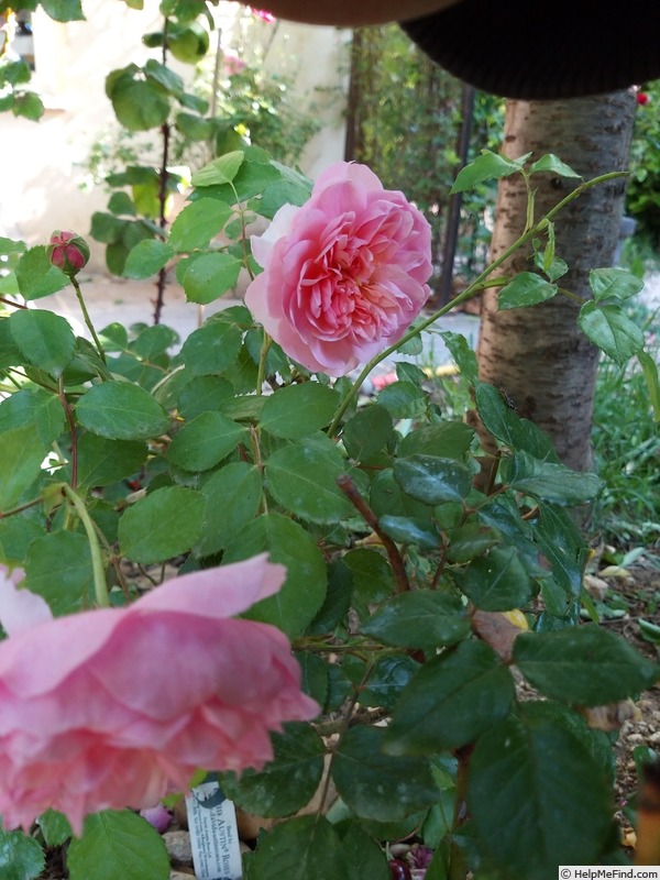 'Anne Boleyn' rose photo