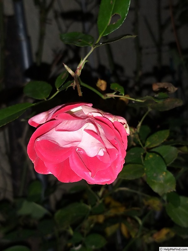 'Anne Roumanoff' rose photo