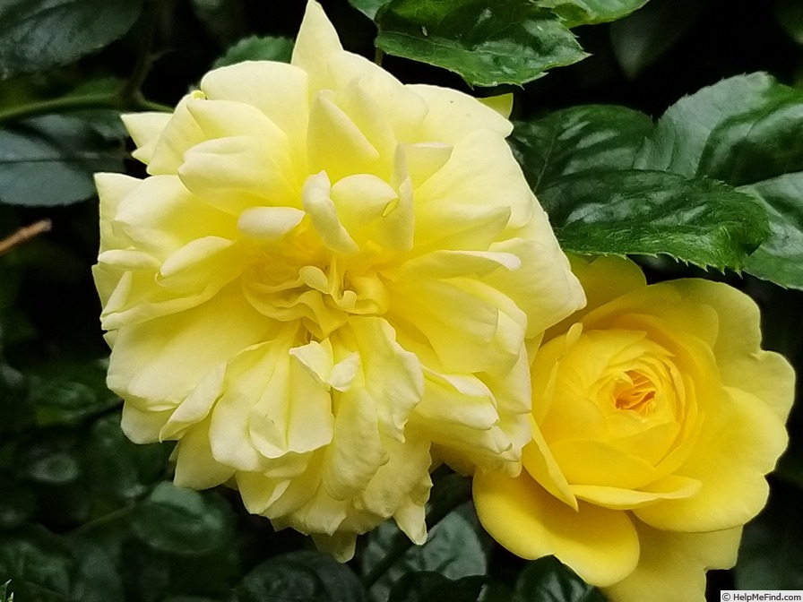 'Anny Duperey ®' rose photo