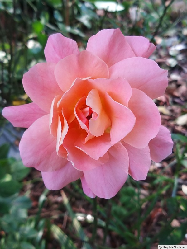 'Augusta Luise ® (Hybrid Tea, Evers, 1999)' rose photo